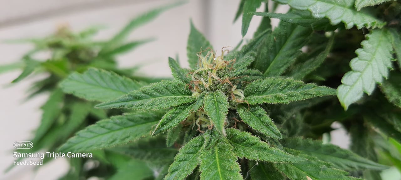 Feed a Seed – Cannabis Seed Bank South Africa