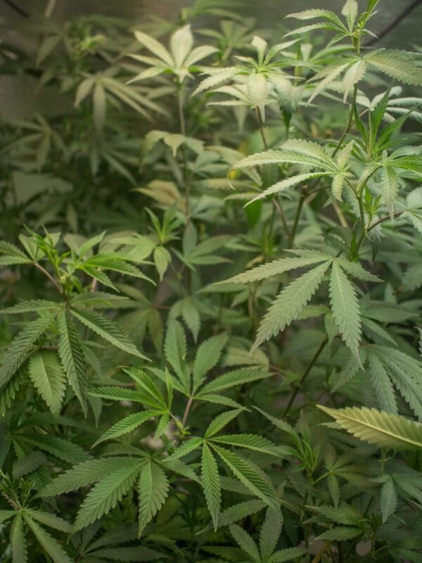 Feed a Seed – Cannabis Seed Bank South Africa