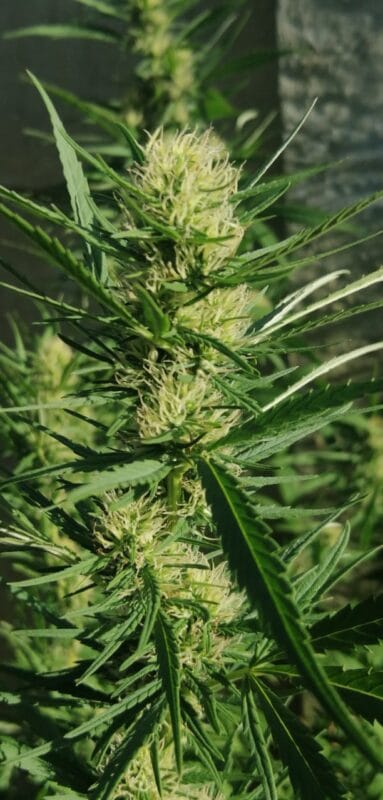 Feed a Seed – Cannabis Seed Bank South Africa