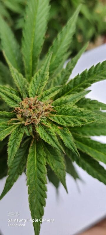 Feed a Seed – Cannabis Seed Bank South Africa