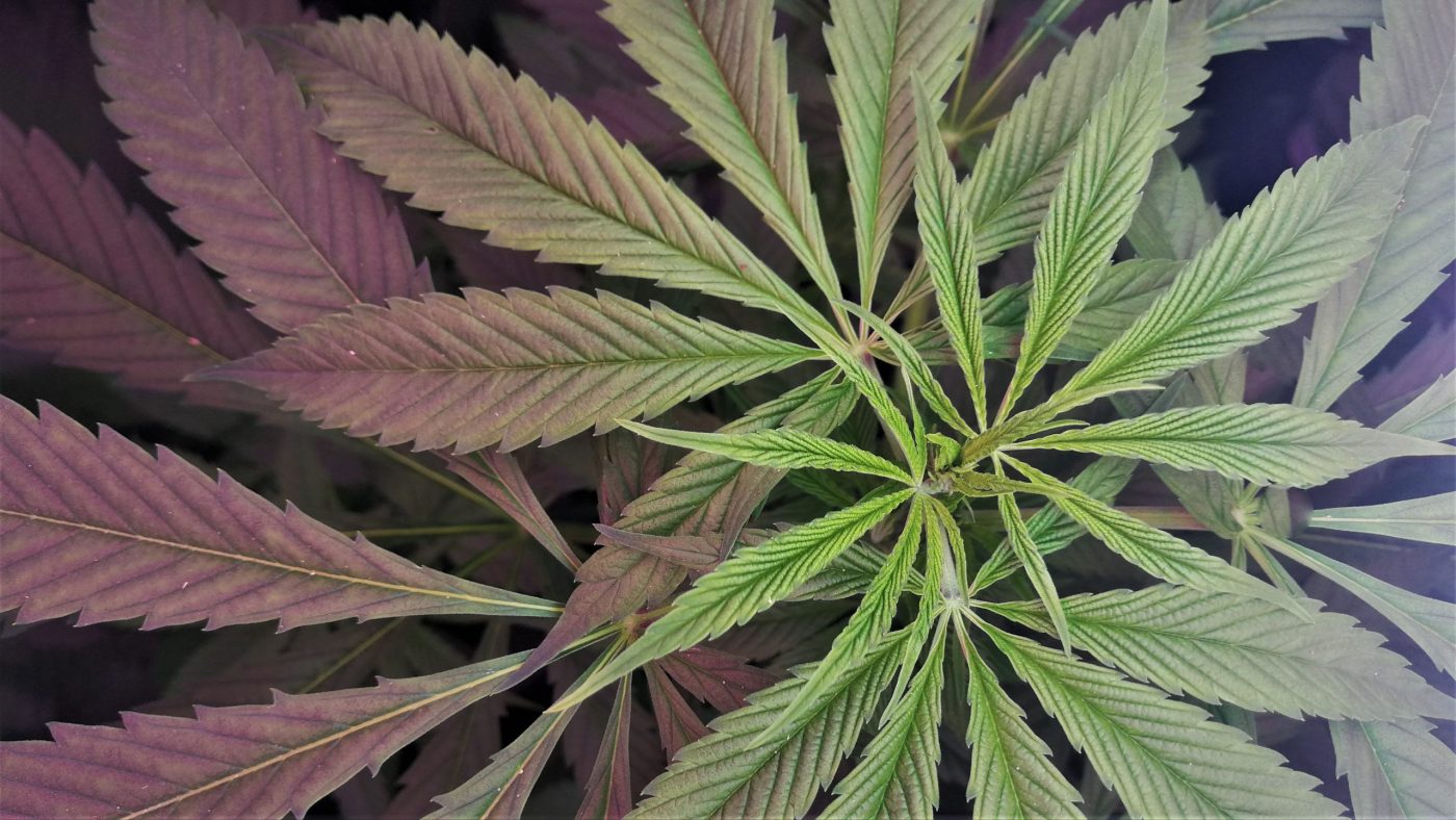 Feed a Seed – Cannabis Seed Bank South Africa