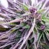 Granddaddy Purps Feminized Cannabis Seeds