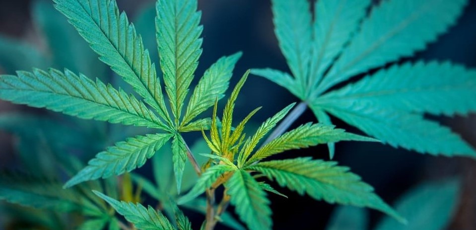 Feed a Seed – Cannabis Seed Bank South Africa