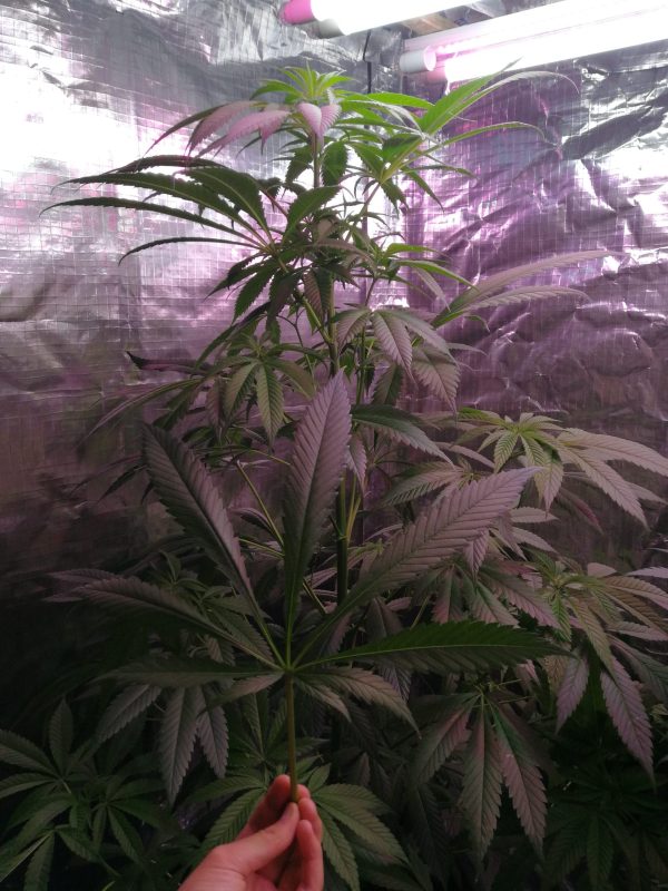 Feed a Seed – Cannabis Seed Bank South Africa