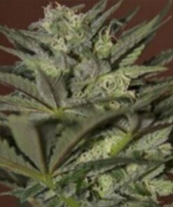 AK Auto-Flowering Feminized Cannabis Seeds