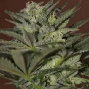 AK Auto-Flowering Feminized Cannabis Seeds