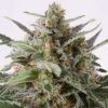 Critical Mass Feminized Cannabis Seeds