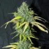 Amnesia Auto-Flowering Cannabis Seeds