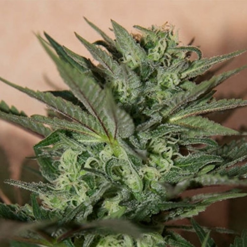 Feed a Seed – Cannabis Seed Bank South Africa