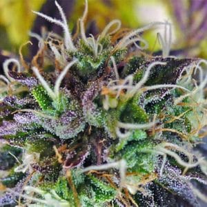 Purple Kush Auto-Flowering Feminized Cannabis Seeds