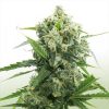 Banana OG Feminized Cannabis Seeds