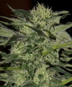 Blueberry Auto-Flowering Cannabis Seeds