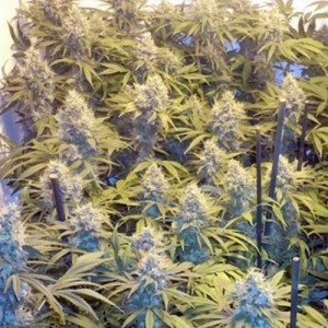 Feed a Seed – Cannabis Seed Bank South Africa