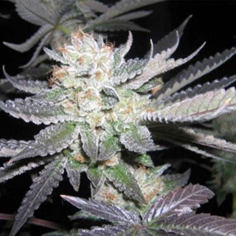 Feed a Seed – Cannabis Seed Bank South Africa