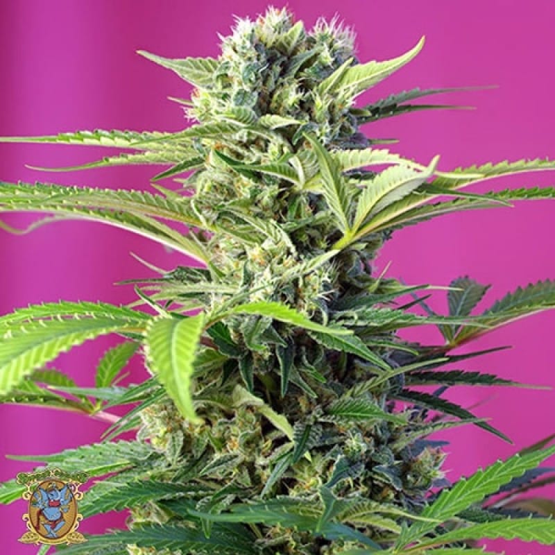 Feed a Seed – Cannabis Seed Bank South Africa