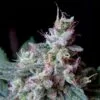 Buy Cream Auto-Flowering Cannabis Seeds
