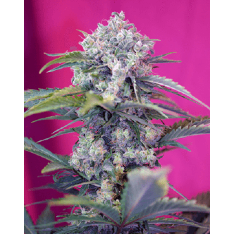 Feed a Seed – Cannabis Seed Bank South Africa