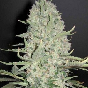 Feed a Seed – Cannabis Seed Bank South Africa