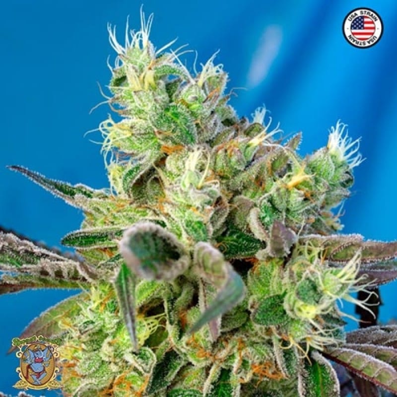 Feed a Seed – Cannabis Seed Bank South Africa