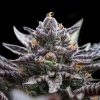 Double Chocolate Feminized Cannabis Seeds