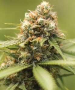 Durban Poison Feminized Cannabis Seeds
