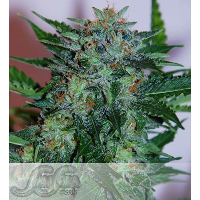 Feed a Seed – Cannabis Seed Bank South Africa