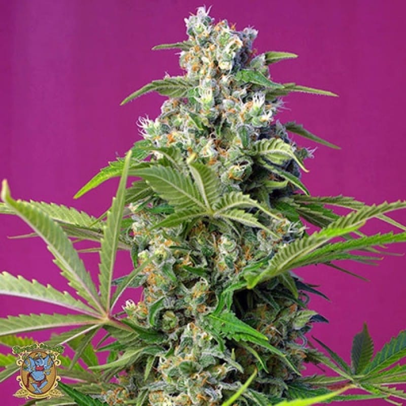 Feed a Seed – Cannabis Seed Bank South Africa