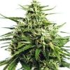 Gorilla Glue No4 Auto-Flowering Cannabis Seeds