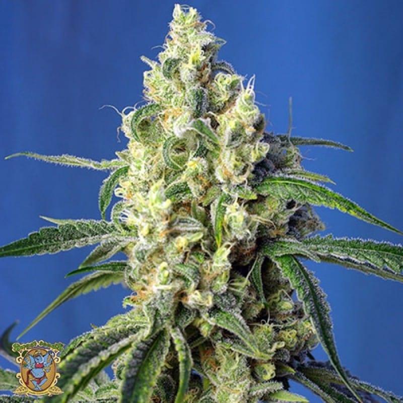 Feed a Seed – Cannabis Seed Bank South Africa