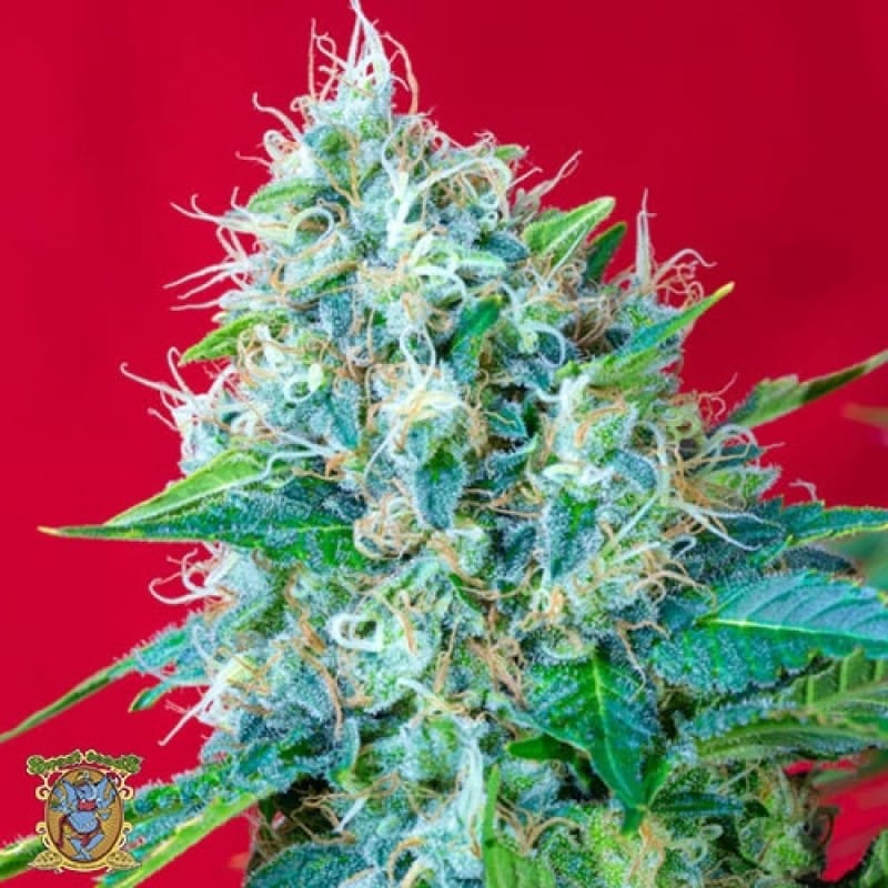 Feed a Seed – Cannabis Seed Bank South Africa