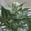 Hindu Kush Autoflowering Feminized Cannabis Seeds