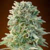 Jack Herer Feminized Cannabis Seeds 