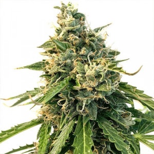 Feed a Seed – Cannabis Seed Bank South Africa