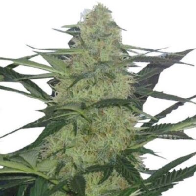 Feed a Seed – Cannabis Seed Bank South Africa