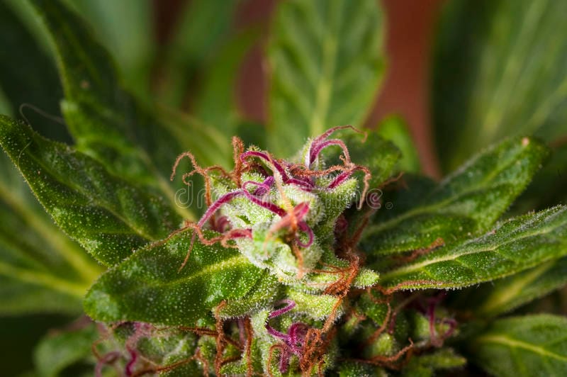 Feed a Seed – Cannabis Seed Bank South Africa