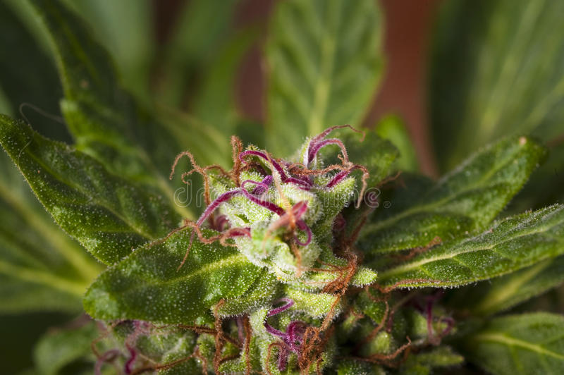 Feed a Seed – Cannabis Seed Bank South Africa