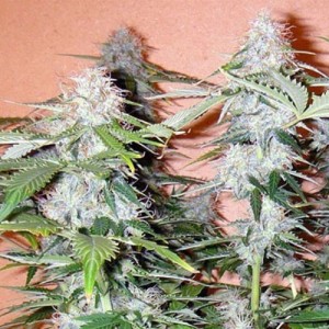 Feed a Seed – Cannabis Seed Bank South Africa