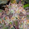 Northern Lights Auto-Flowering Cannabis Seeds