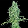 OG Kush Auto Feminized Cannabis Seeds
