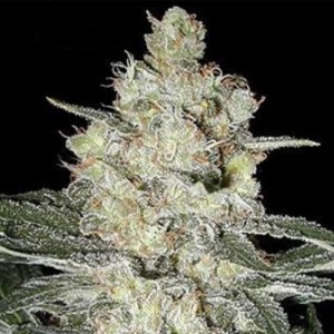 Feed a Seed – Cannabis Seed Bank South Africa