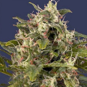 Feed a Seed – Cannabis Seed Bank South Africa