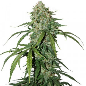 Feed a Seed – Cannabis Seed Bank South Africa