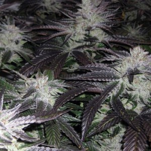 Feed a Seed – Cannabis Seed Bank South Africa