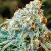Quarter Pounder Auto-Flowering Feminized Cannabis Seeds