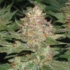 Mandarin Sunset Feminized Cannabis Seeds