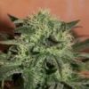 Super Lemon Haze Auto-Flowering Cannabis Seeds