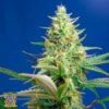 Buy Sweet Pure CBD Auto-Flowering Feminized Cannabis Seeds