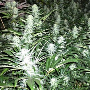 Feed a Seed – Cannabis Seed Bank South Africa