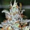 Train Wreck Feminized Cannabis Seeds