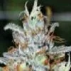 Train Wreck Feminized Cannabis Seeds